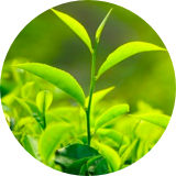 The Camillia sinensis plant, aka green tea, is a natural energy source that combats low energy.