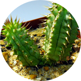 The Hoodia Gordonii is a native South American succulent plant that helps eliminate cravings and to promote weight management and better health.