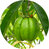 The garcinia cambogia plant that contains Hydroxycitric Acid which promotes weight loss by helping manage appetite.